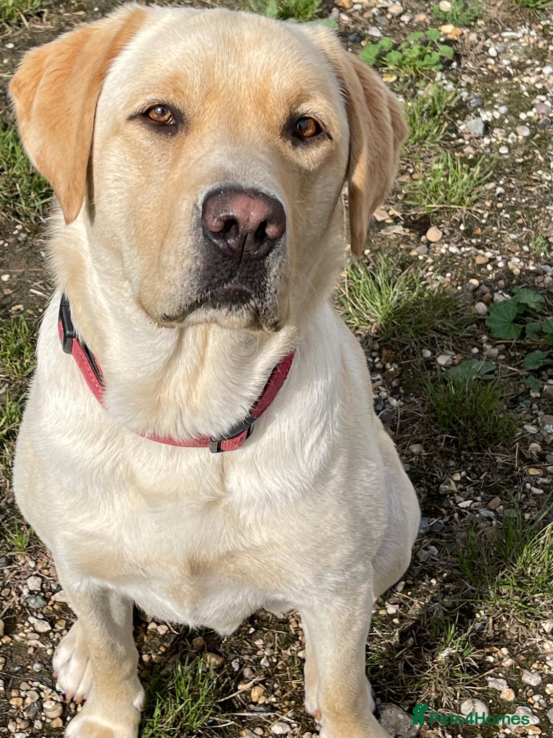 Labrador Retriever dogs for sale: A very gorgeous yellow therapy dog  - Image 3
