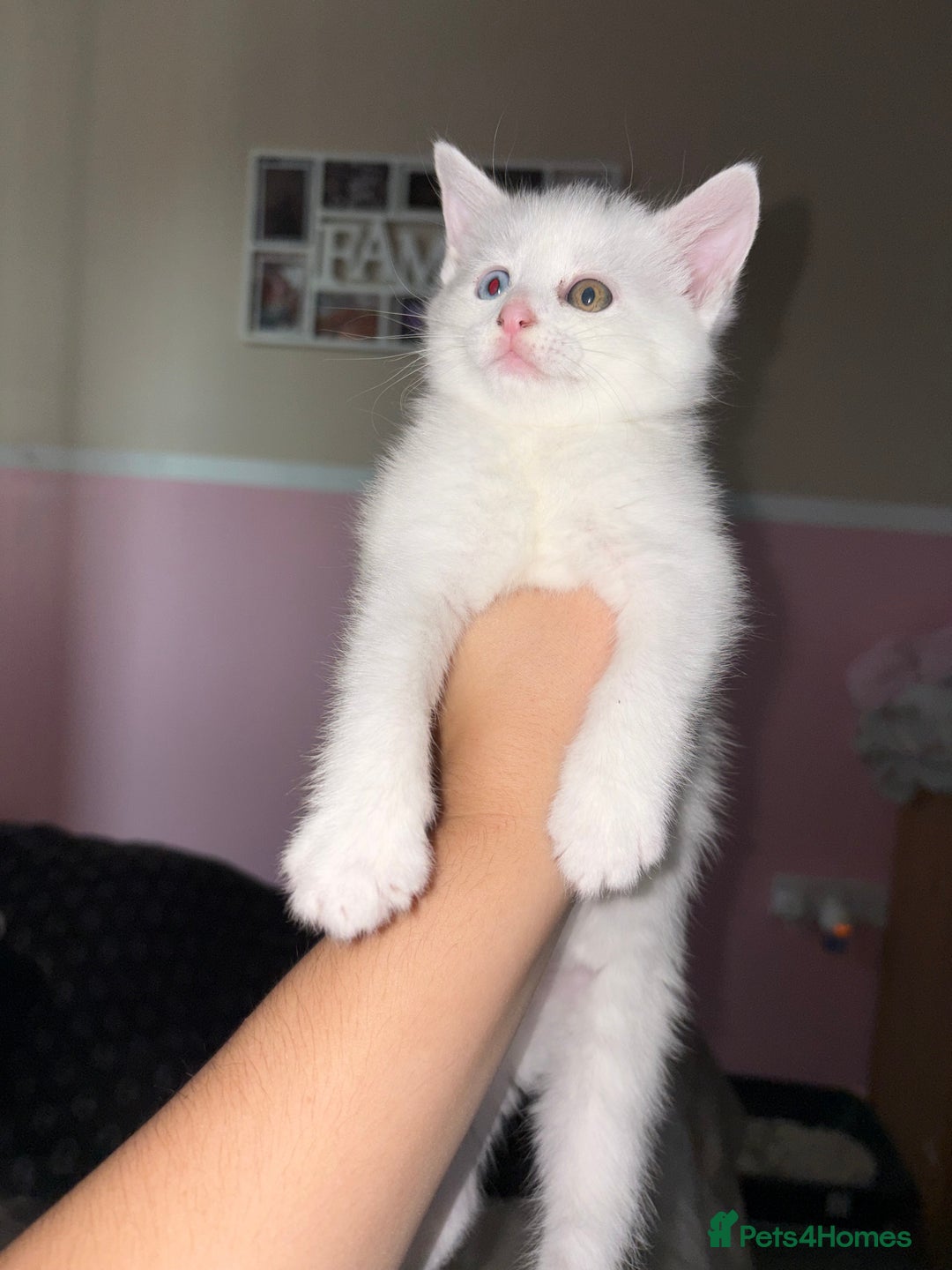 Mixed Breed cats for sale: 3 kitten for sale - Image 6