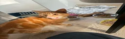 Mixed Breed cats for sale: Female ginger cat in Coventry - Advert 3