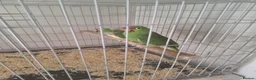 Parrots birds for sale: Pair of Red lored amazon for sale in Peterborough - Advert 6