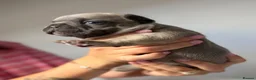 French Bulldog dogs for sale: 6 Adorable French Bulldog puppies - Advert 33