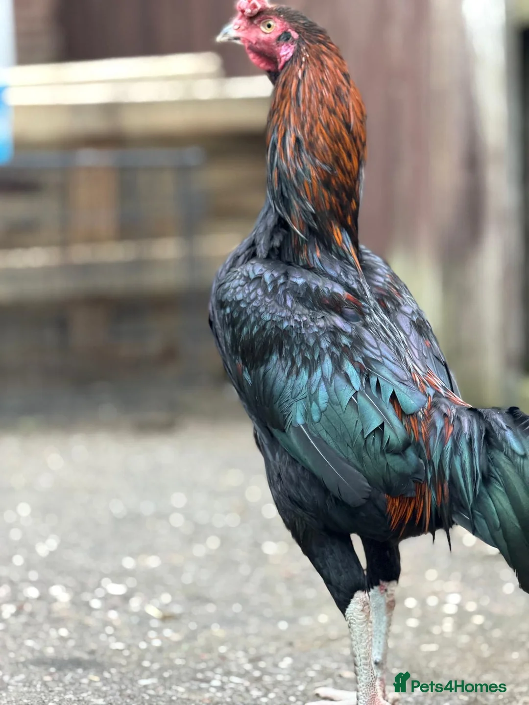 Hens poultry for sale: O shamo, shamo, Pakistani aseel and miwali   - Advert 33