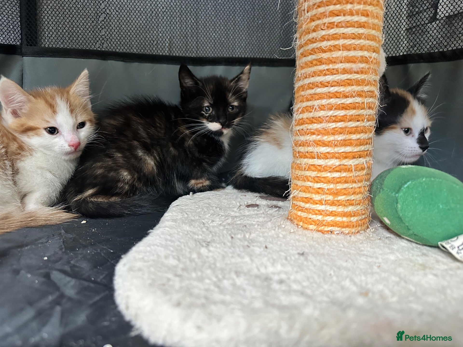Mixed Breed cats Brown tortie available left - Advert 14