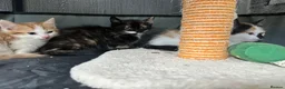 Mixed Breed cats for sale: Kittens available  - Advert 6