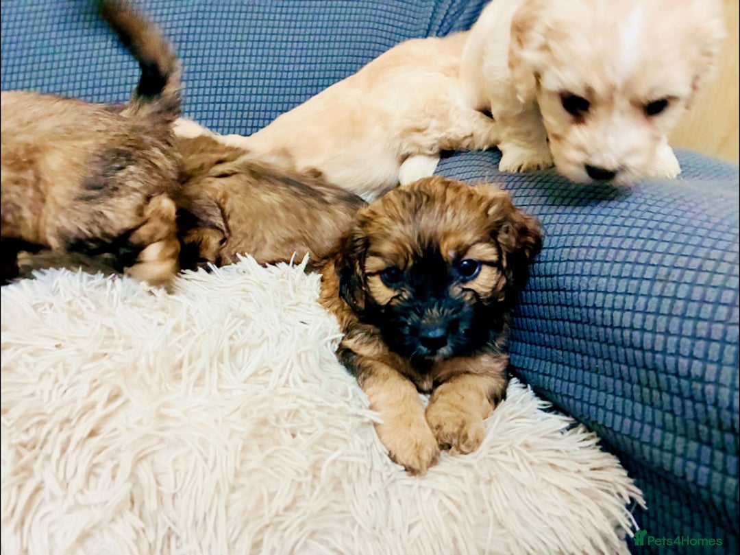 Mixed Breed dogs for sale: 6 Stunning Cock-a-chon puppies  - Advert 18