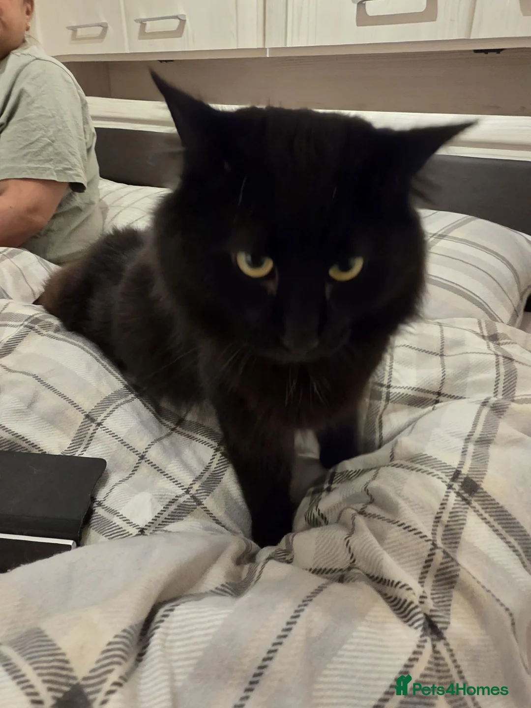 Mixed Breed cats for adoption: Gorgeous Roo looking for a home in Hook - Advert 2