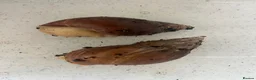 Snails invertebrates for sale: Albino giant african land snails in Bristol - Advert 2