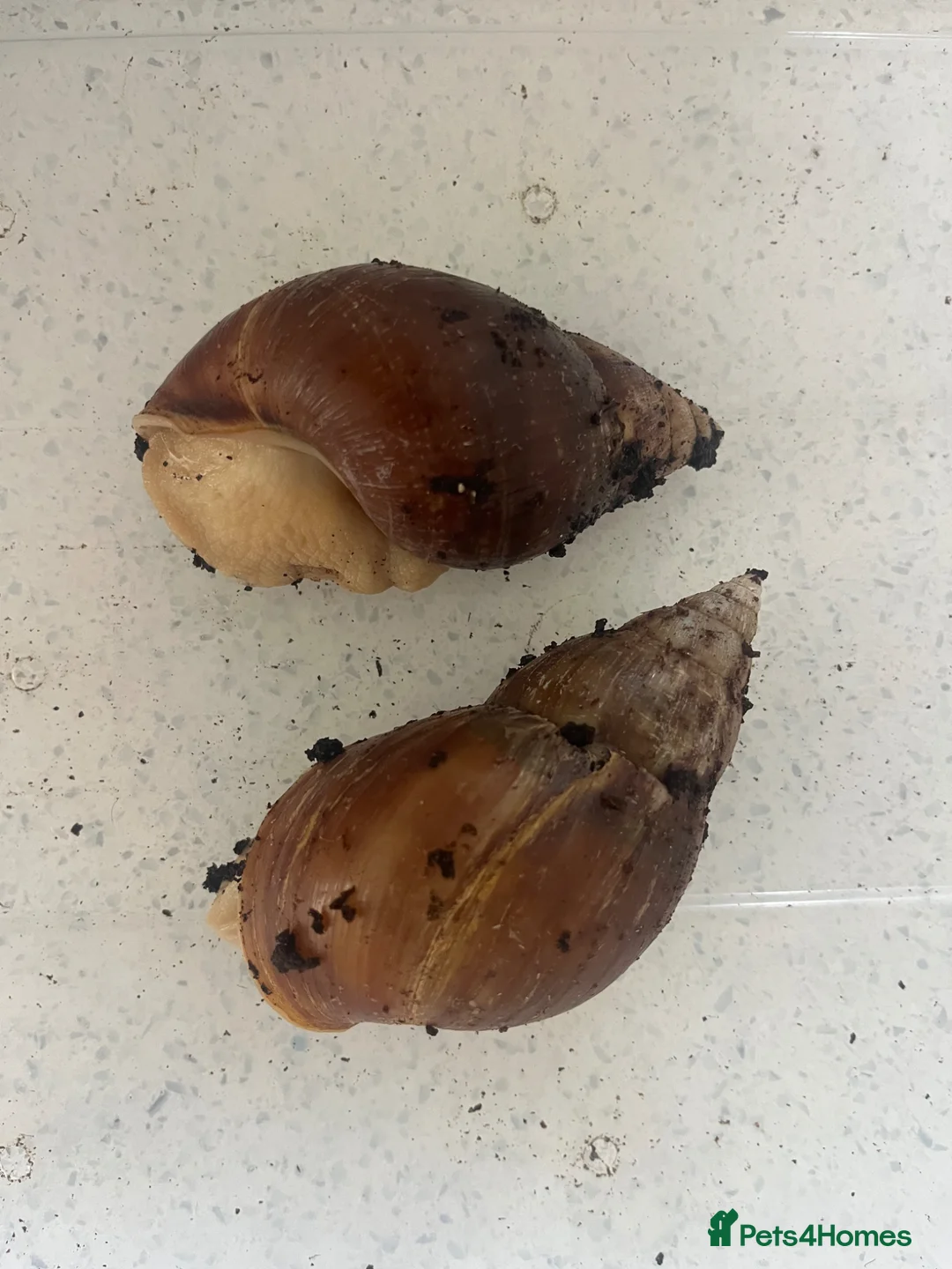Snails invertebrates for sale: Albino giant african land snails in Bristol - Advert 2