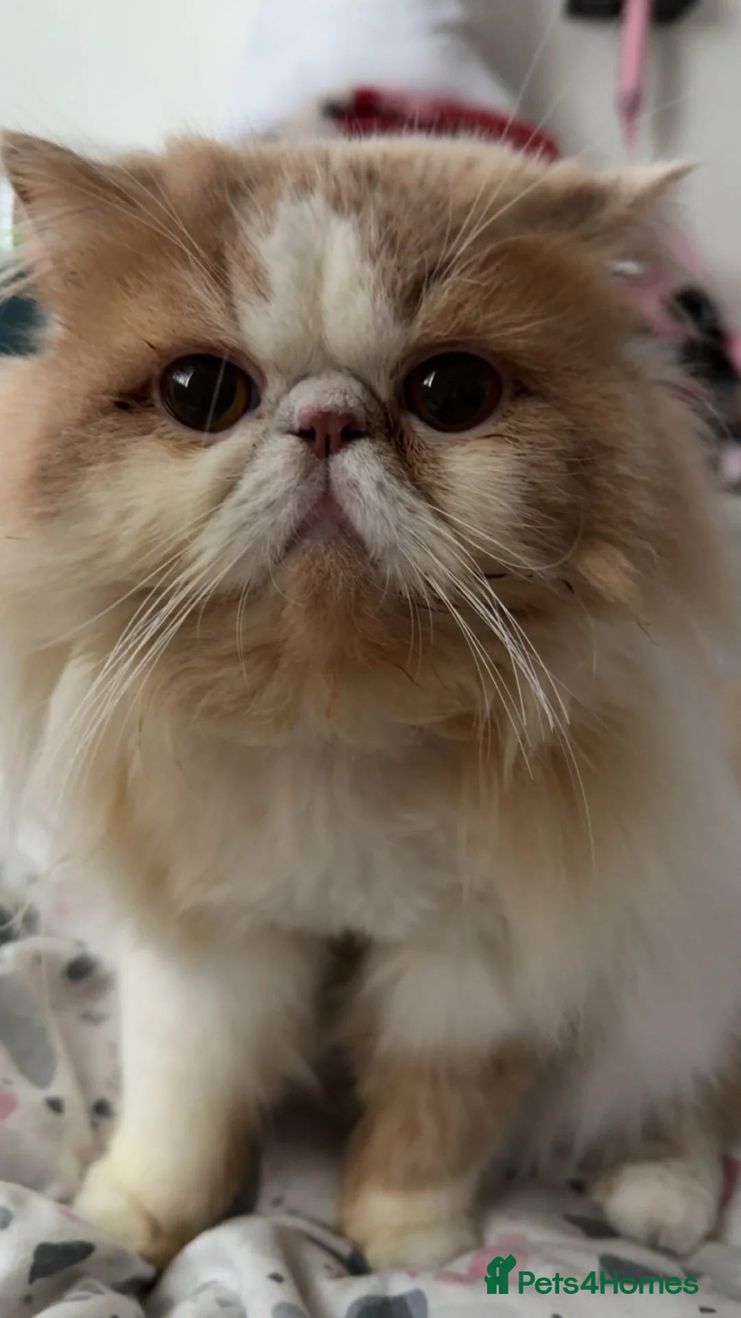 Persian cats for sale: Beautiful Persian kittens  - Advert 2