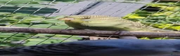 Budgerigars birds for sale: Baby budgies, easily tamed  - Advert 10