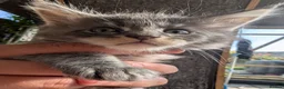 Maine Coon cats for sale: Stunning Maine Coon Kittens in Hastings - Advert 8