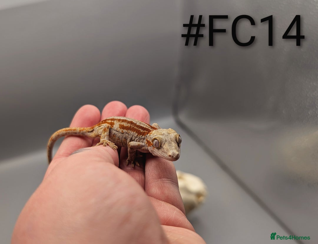 Gecko reptiles for sale: Red Stripe Gargoyle Gecko CB25  - Advert 5