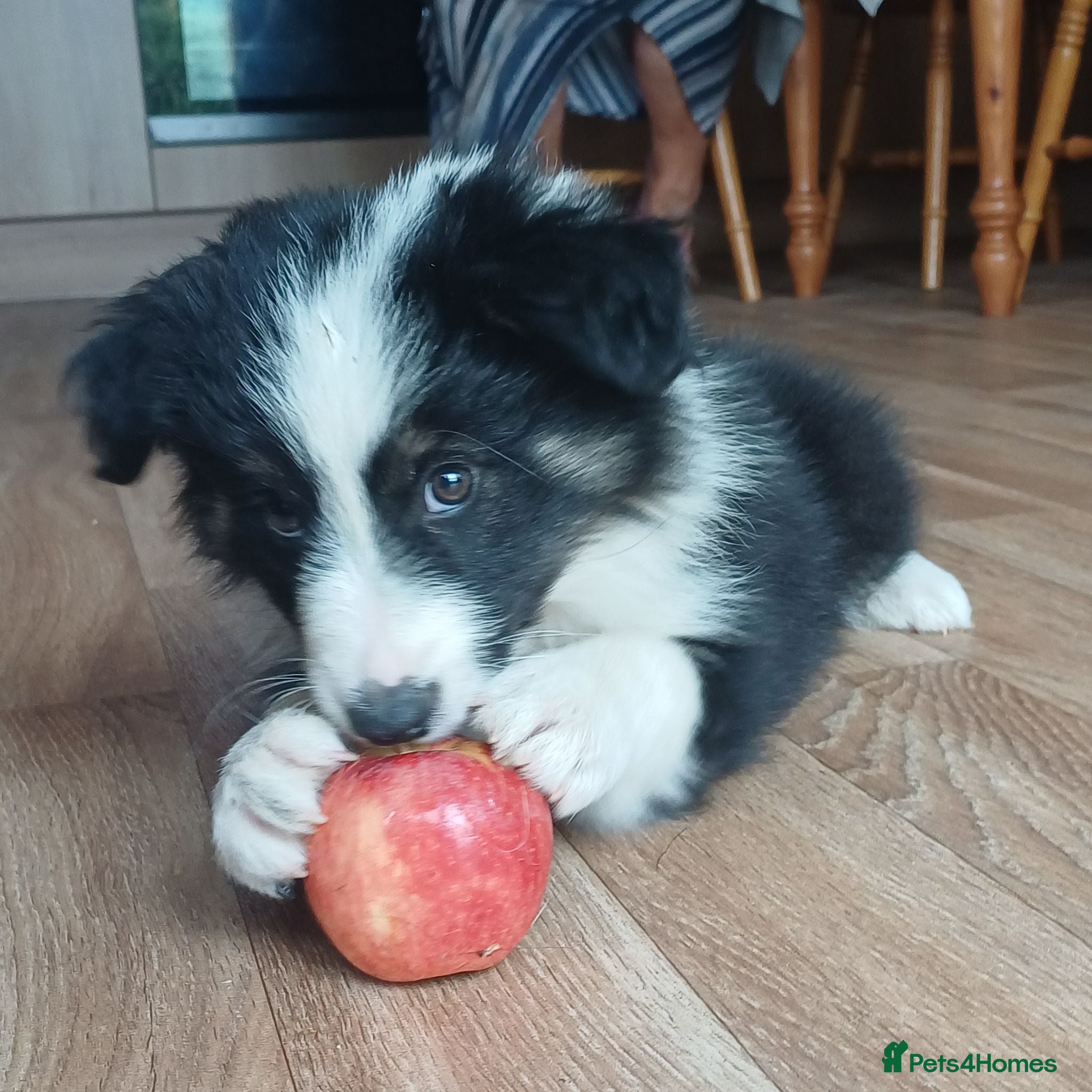 Border Collie dogs Border Collie Boy Puppies Ready Now. - Advert 1