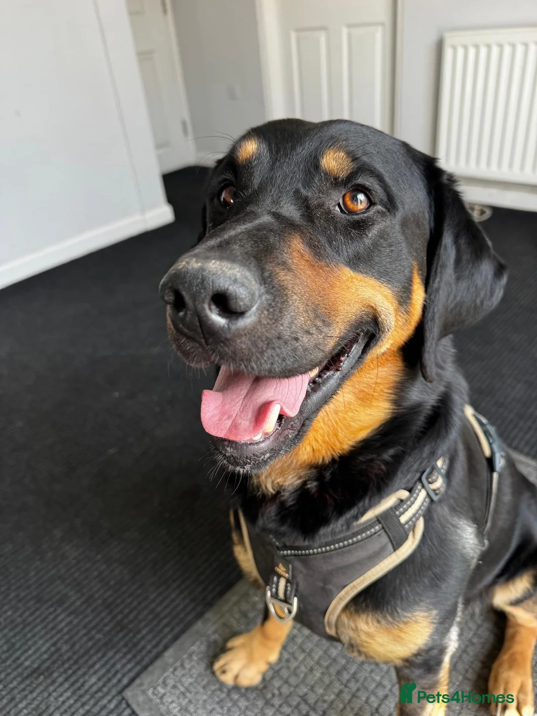 Labrador Retriever dogs for sale: Rex and Charlie 2.5 year old brothers in Hitchin - Advert 9