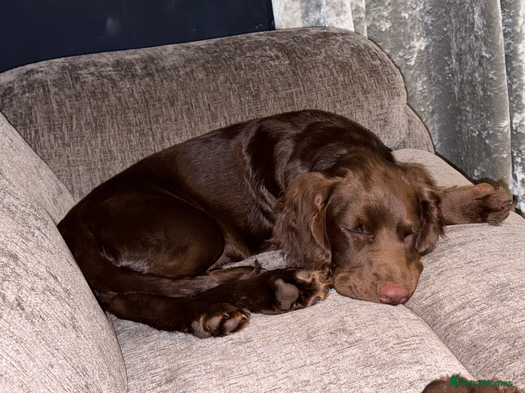 Cocker Spaniel dogs for sale: Cocker spaniel  - Advert 7