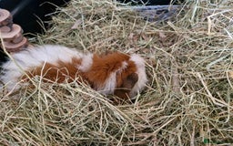Guinea Pig rodents for sale: 6 month old male teddy guinea pig and cage - Image 5