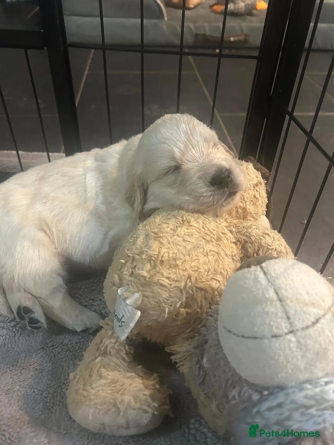 Golden Retriever dogs for sale: KC Champion Lines Golden Retriever pups - Advert 10