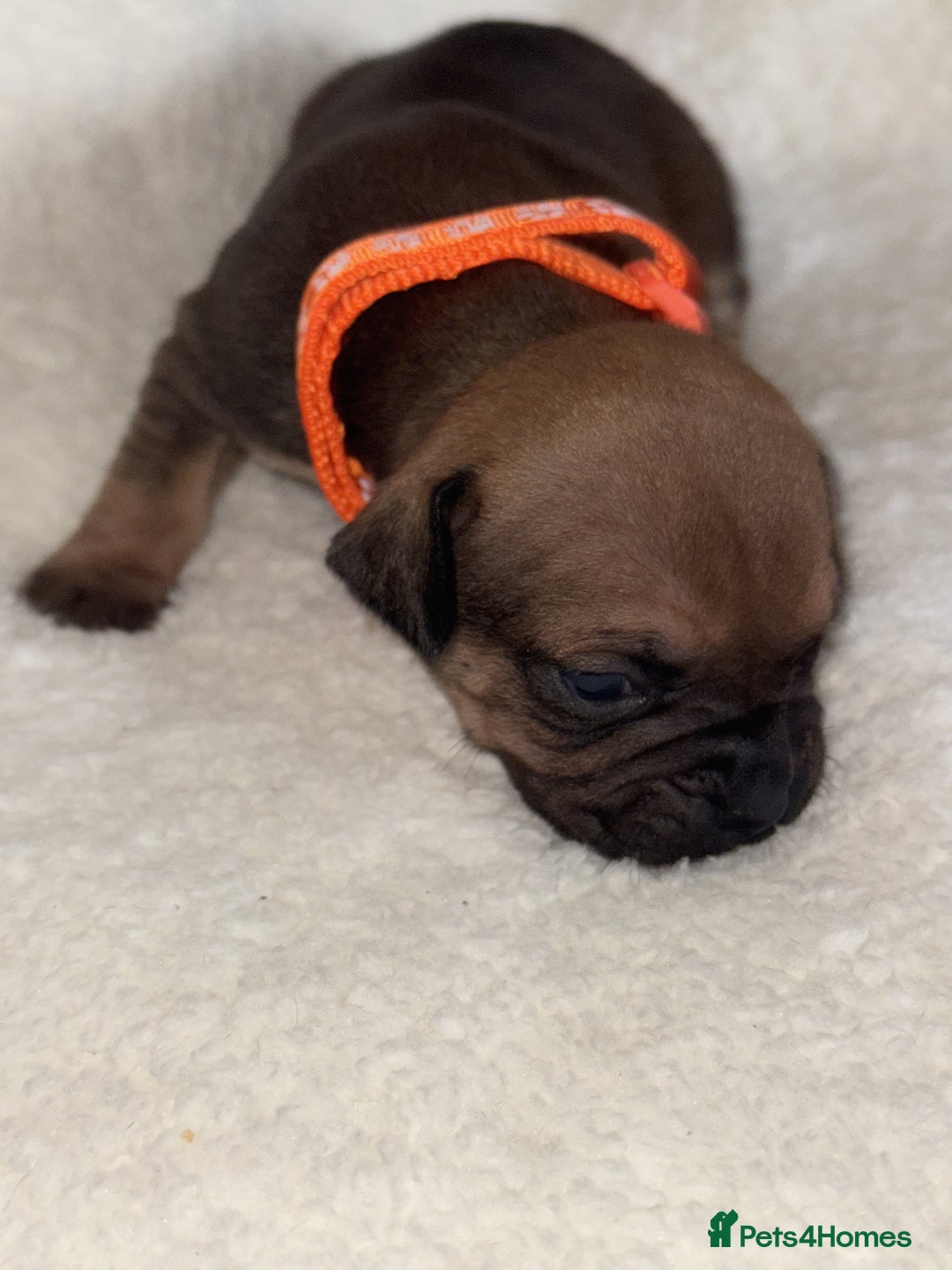 Mixed Breed dogs for sale: Fraffy puppies (staffy x french bulldog) - Advert 5