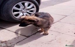 German Shepherd dogs for sale: German shepherd bitch  - Image 4