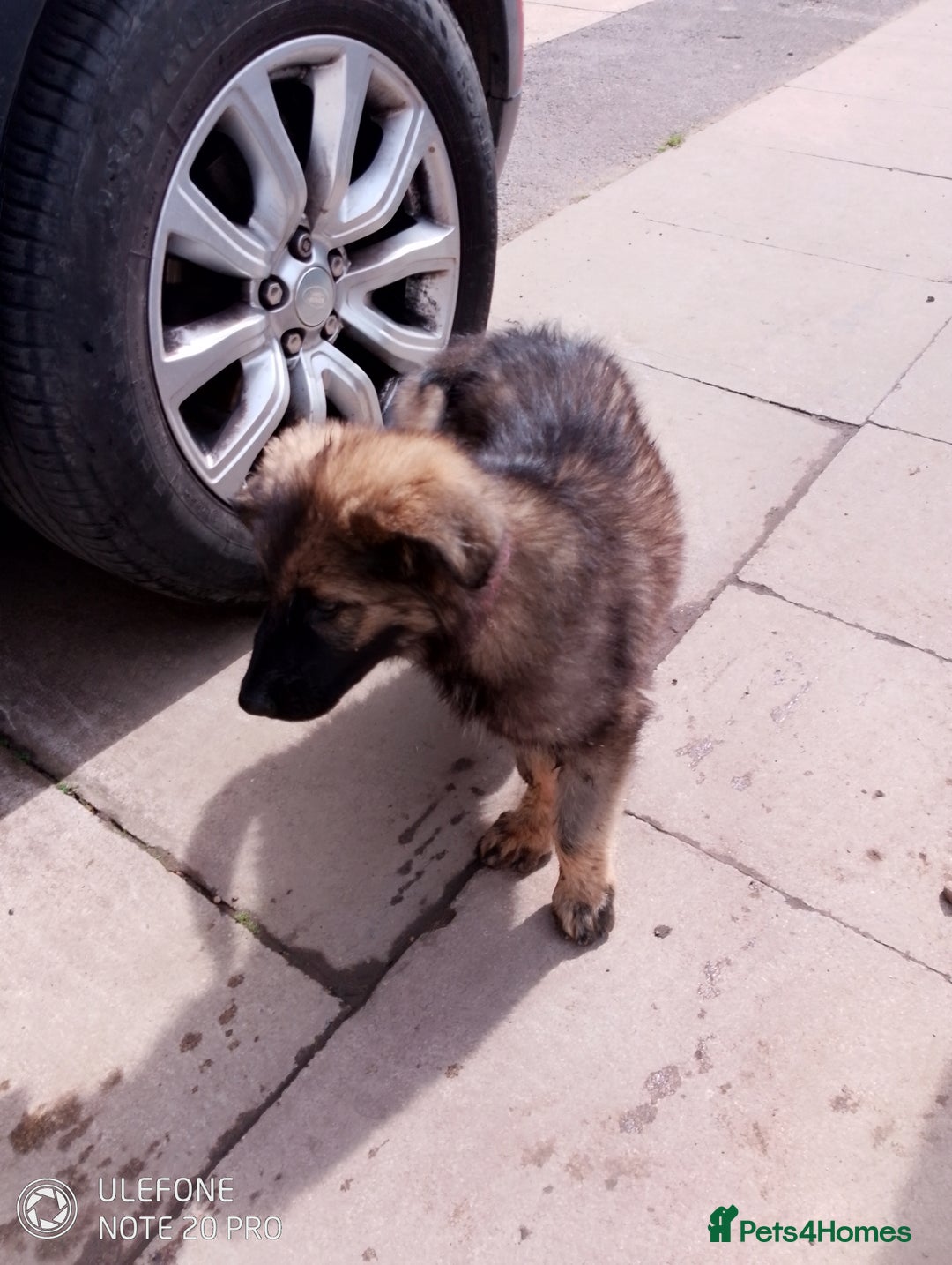 German Shepherd dogs for sale: German shepherd bitch  - Image 4