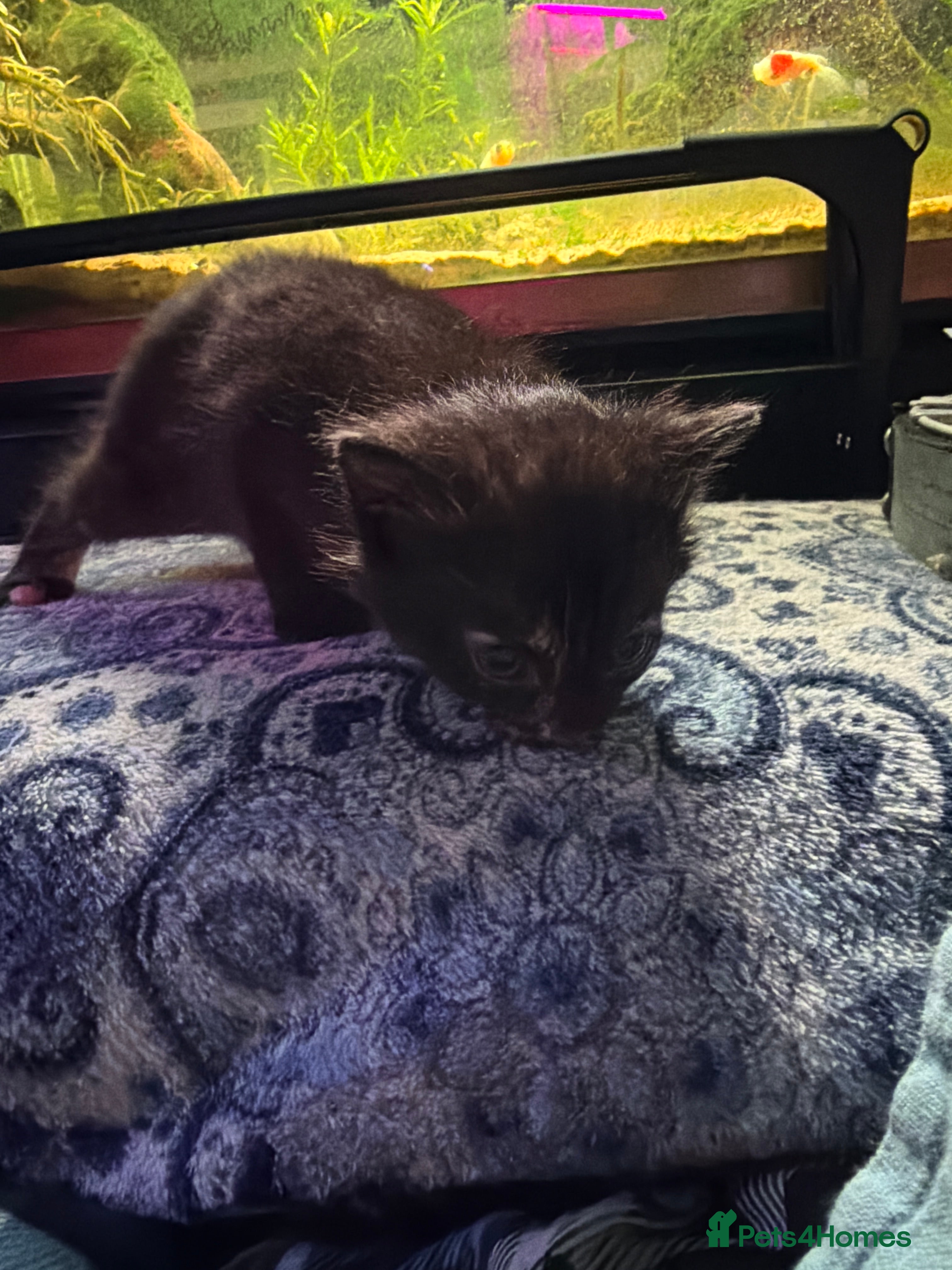 Domestic Shorthair cats 5 baby boy kittens, looking for forever homes - Advert 2