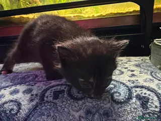 Domestic Shorthair cats 5 baby boy kittens, looking for forever homes - Advert 2