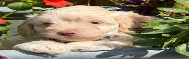 Cockapoo 7