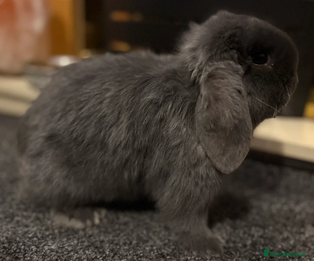 Mini Lop rabbits for sale: Mini Rex and mini lops - Advert 11