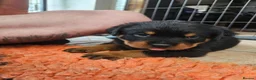 Rottweiler dogs for sale: Beautiful Show Quality Rottweiler Puppies - Advert 12