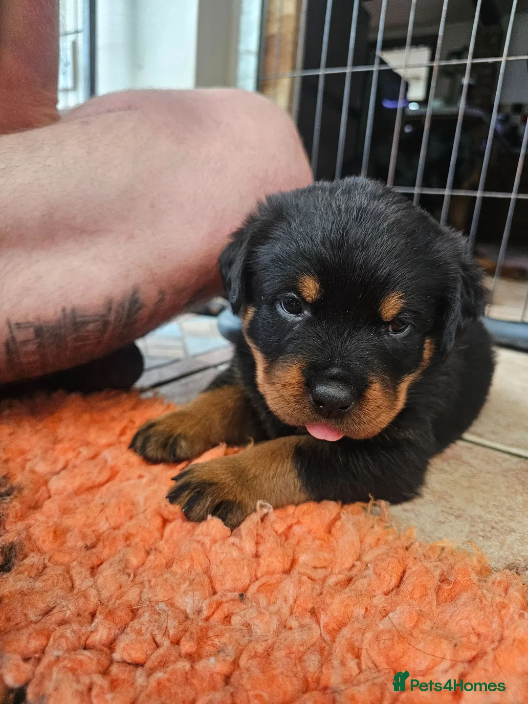 Rottweiler dogs for sale: Beautiful Show Quality Rottweiler Puppies - Advert 12