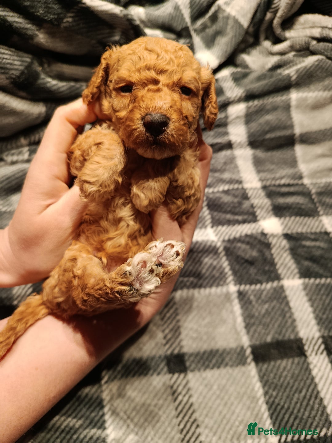 Cockapoo dogs for sale: F1b Cockapoos ** 2 left. - Advert 3
