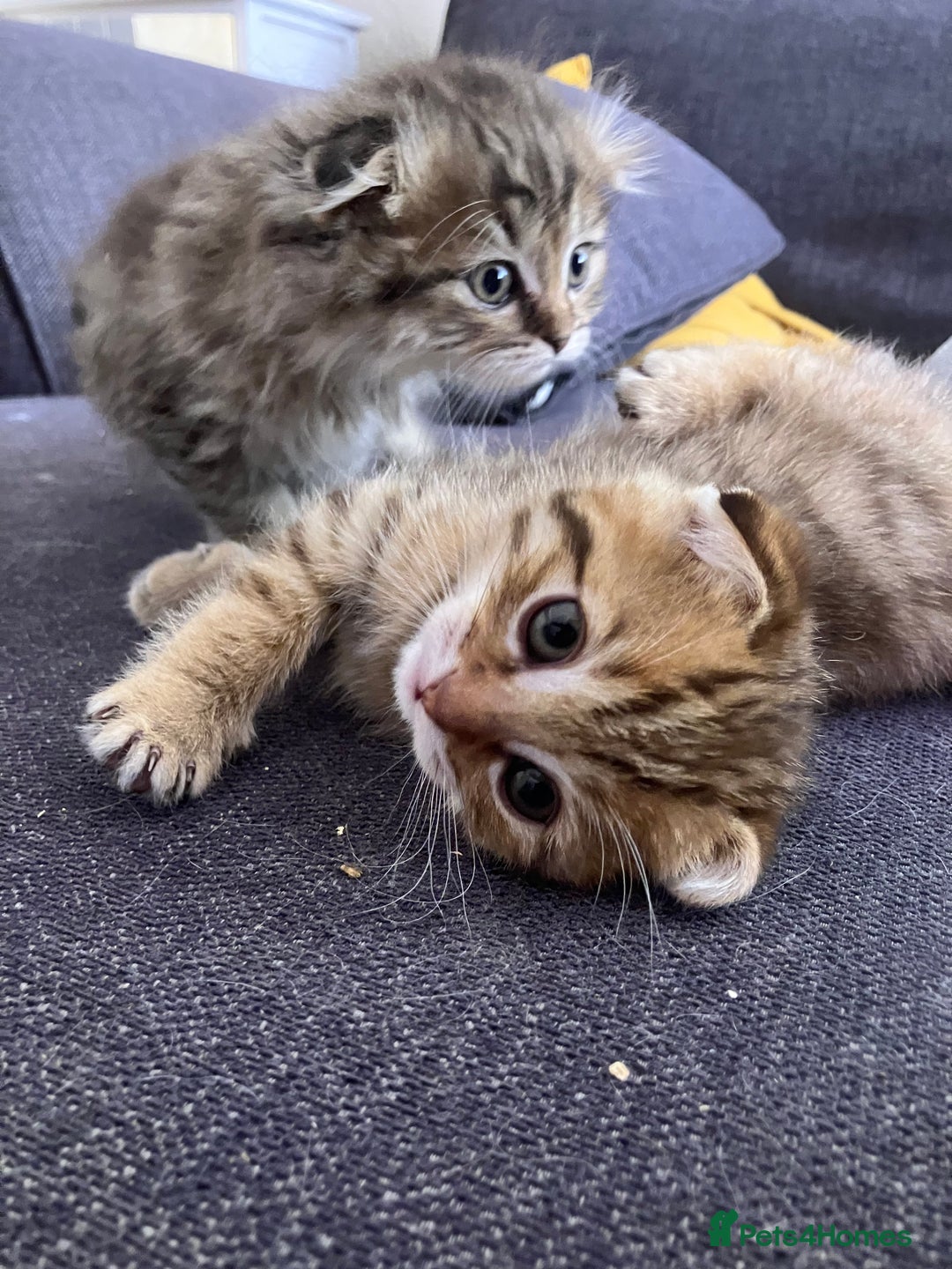 Scottish Fold cats for sale: 1 fold 2 straight Scottish darlings  - Image 21