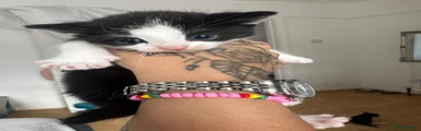 British Longhair 1