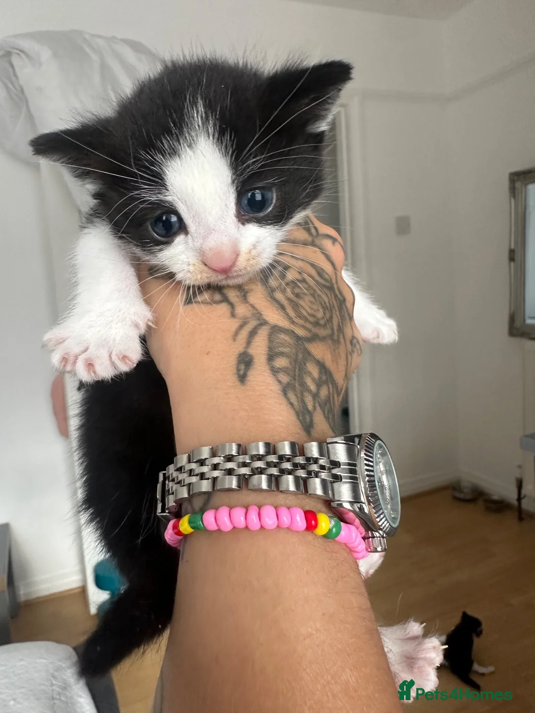 British Longhair cats for sale: Kittens 💙💕 - Advert 2