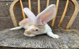 Continental Giant rabbits for sale: Pure breed continental giant female  - Image 2