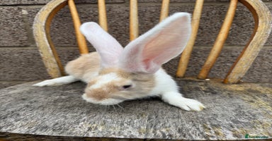 Continental Giant rabbits - Advert 8