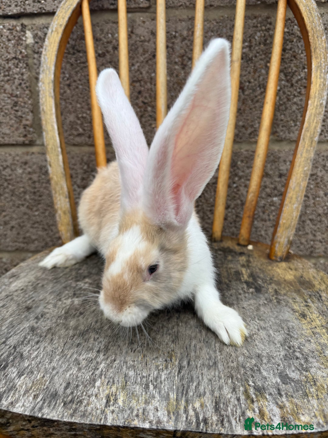 Continental Giant rabbits for sale: Pure breed continental giant female  - Image 2