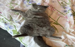 British Shorthair cats for sale: British Shorthair Male — experience needed! - Advert 12