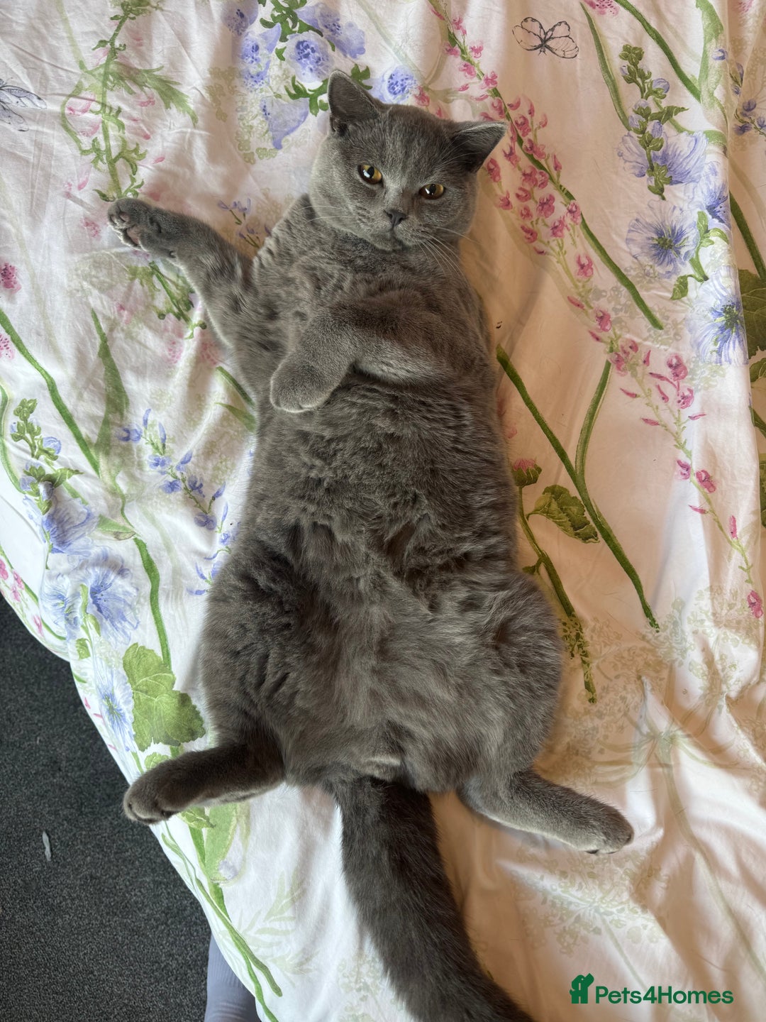 British Shorthair cats for sale: British Shorthair Male — experience needed! - Advert 12