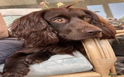 Cocker Spaniel dogs for stud: Gorgeous Chocolate Cocker for stud in Chichester - Image 8