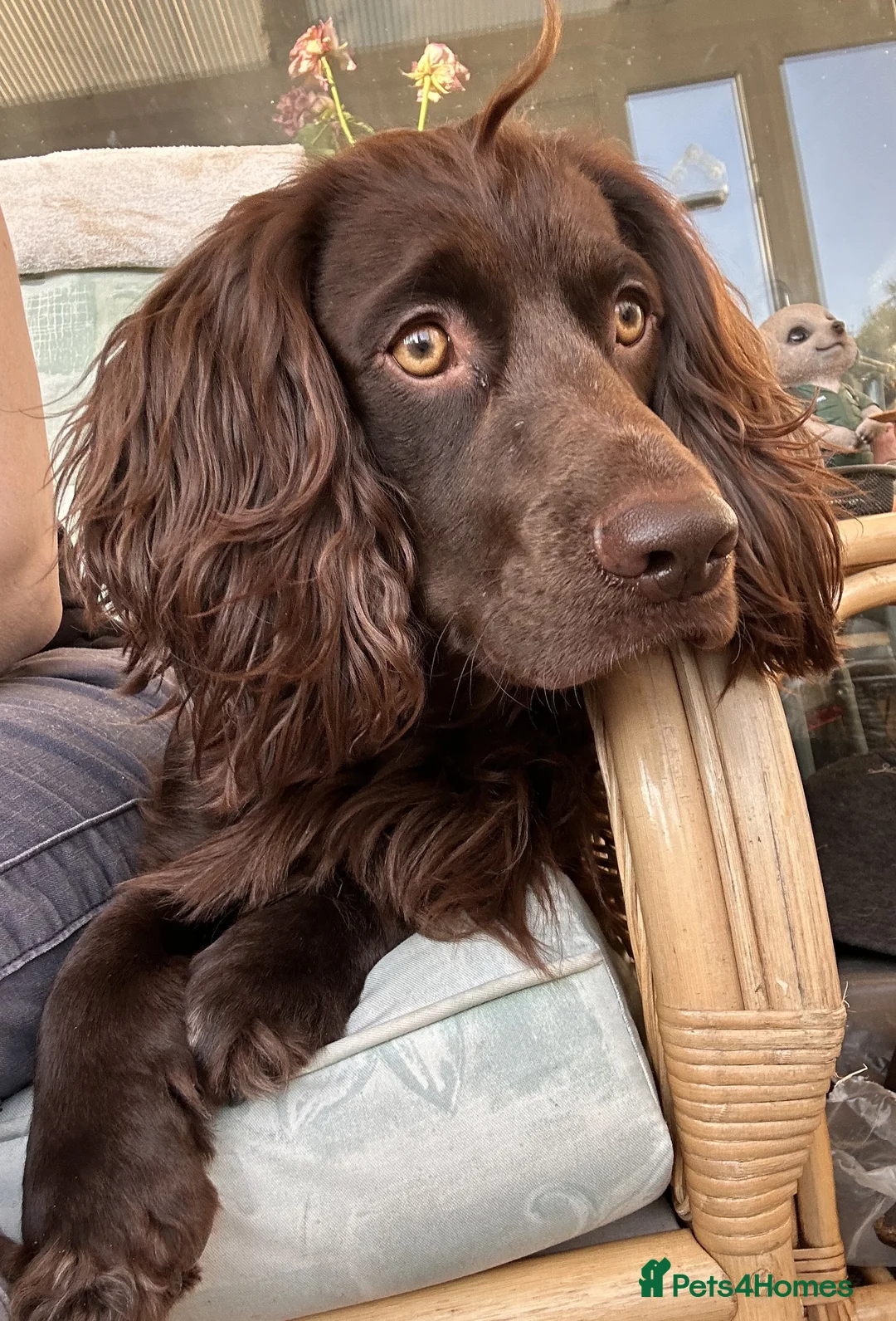 Cocker Spaniel dogs for stud: Gorgeous Chocolate Cocker for stud in Chichester - Advert 8
