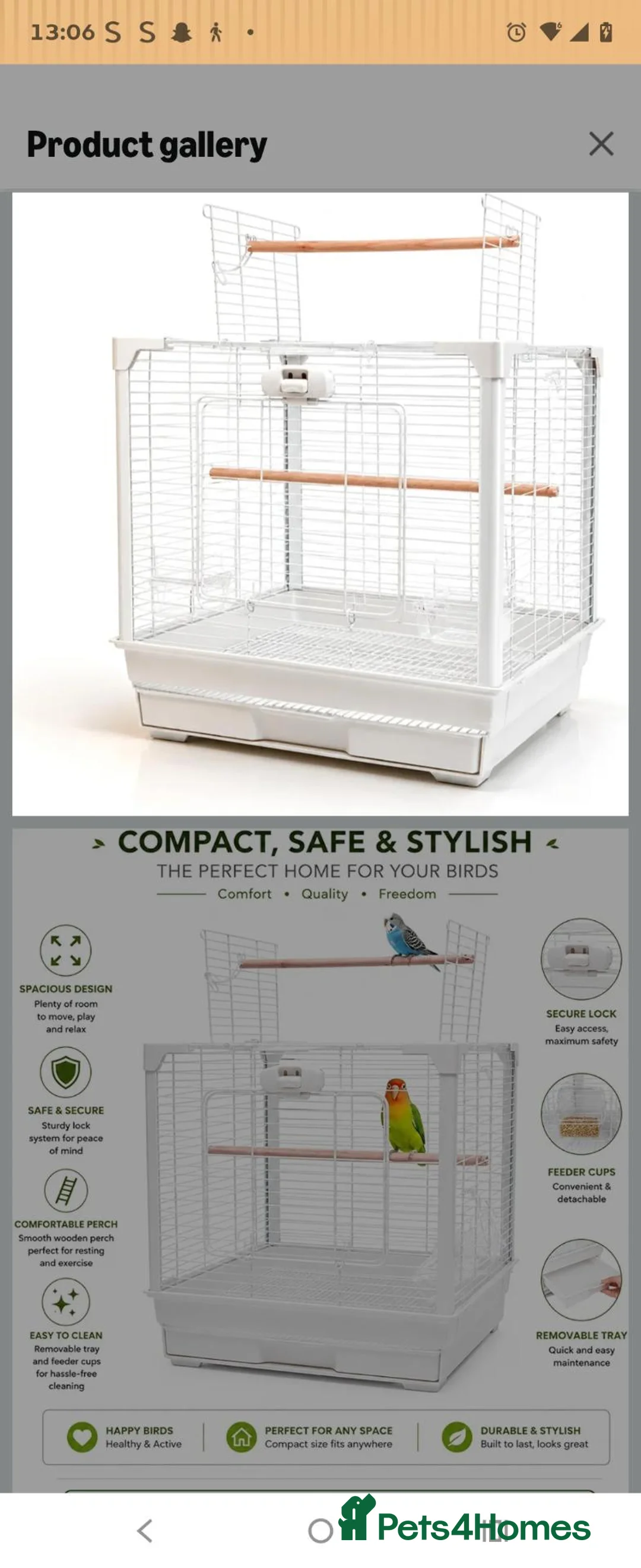 Lovebirds birds for sale: Male love bird  - Advert 8