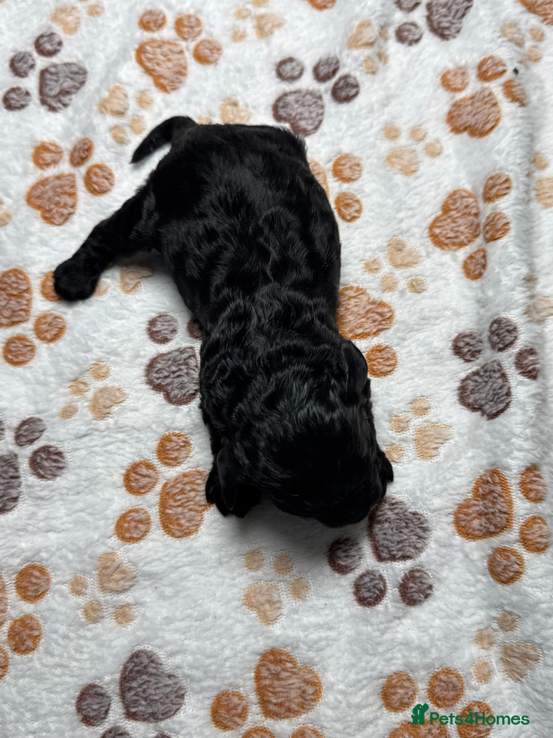 Cockapoo dogs for sale: Beautiful Fully Health Tested Cockapoos - Image 26