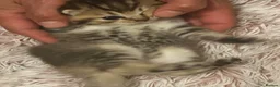 British Shorthair cats for sale: Golden BSH Kittens  GCCF Registered - Chunky bear  - Advert 21