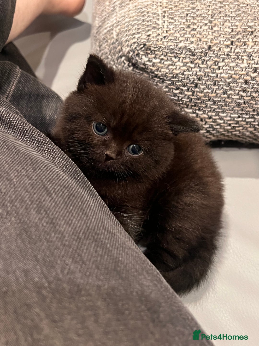 British Shorthair cats for sale: Multi-colour GCCF British Shorthair kittens  - Advert 27