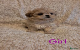 Shih Tzu dogs for sale: Pedigree Imperial Shih tzu puppies - Image 1