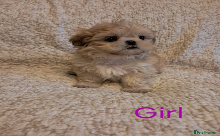 Shih Tzu dogs - Advert 6