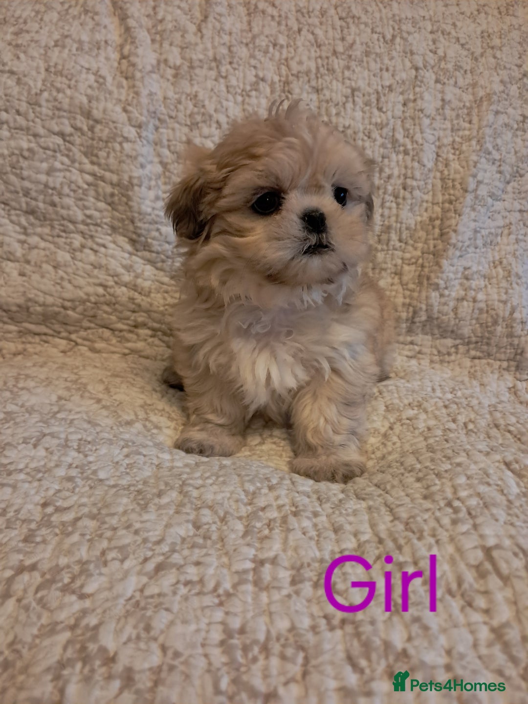 Shih Tzu dogs for sale: Pedigree Imperial Shih tzu puppies - Image 1