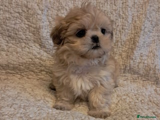 Shih Tzu dogs - Advert 10