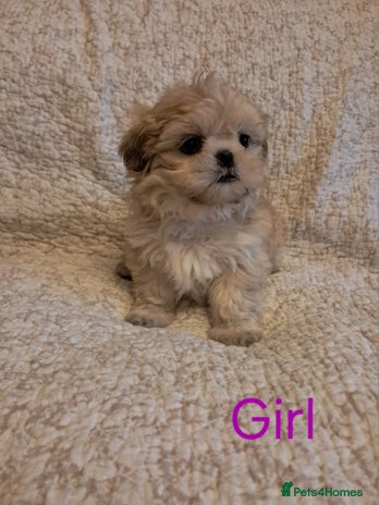 Shih Tzu dogs - Advert 9